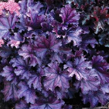 Гейхера Heuchera ‘Rex Purple’